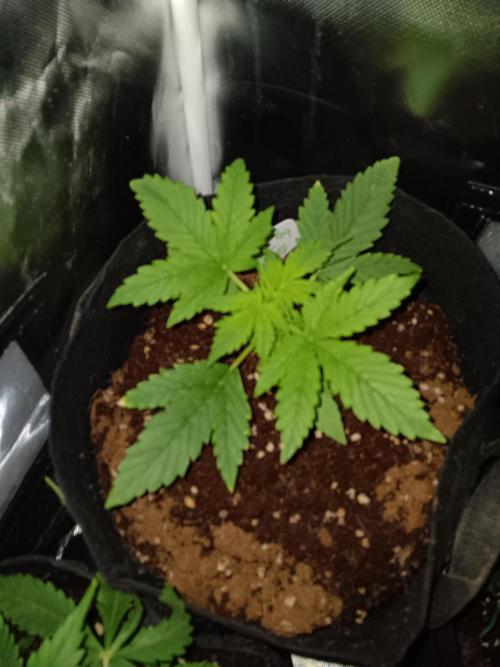 JVK Grow RQS Royal Bluematic Auto 1. Week 2