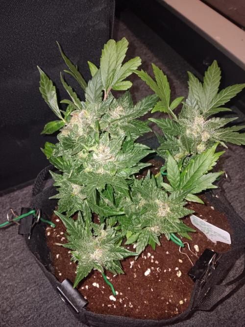 JVK Grow RQS Quickone2. Week 8