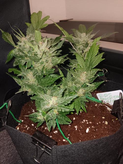 JVK Grow RQS Quickone2. Week 8