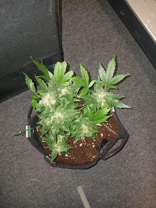 JVK Grow RQS Quickone2. Week 8