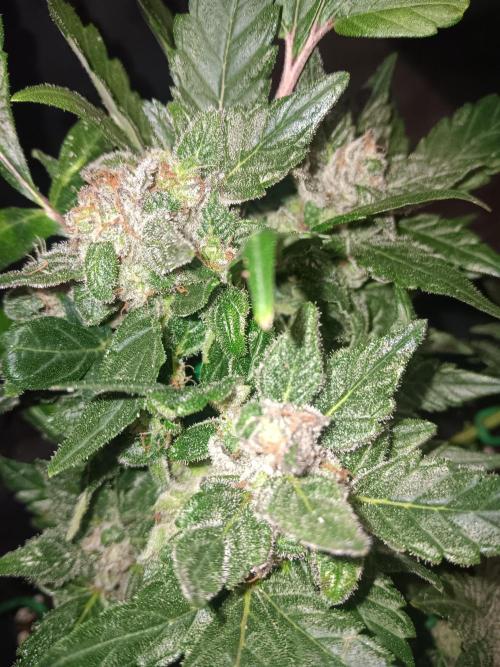 JVK Grow RQS Quickone2. Week 8