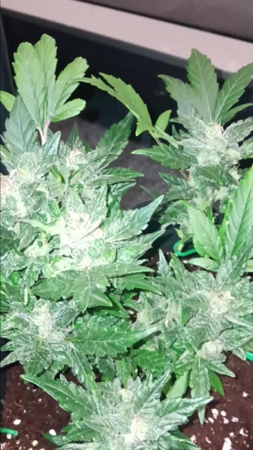 JVK Grow RQS Quickone2