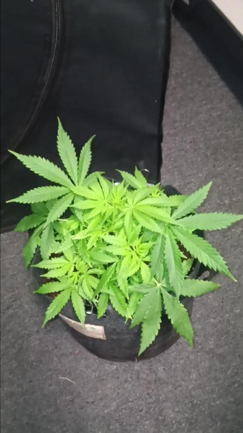 JVK Grow RQS Northern Lights Auto 1