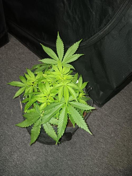 JVK Grow RQS Northern Lights Auto 1. Week 4