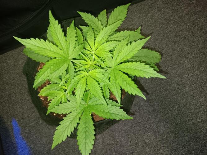 JVK Grow RQS Royal Bluematic Auto 1. Week 3