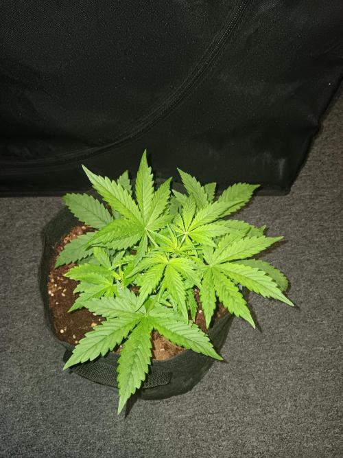 JVK Grow RQS Royal Bluematic Auto 1. Week 3