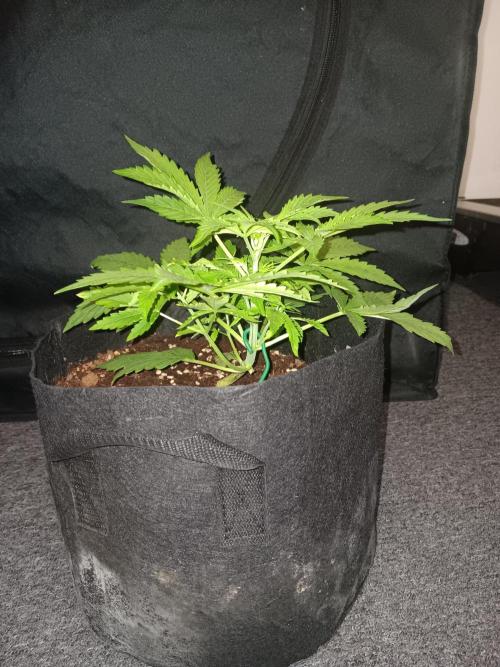 JVK Grow RQS Royal Bluematic Auto 1. Week 3