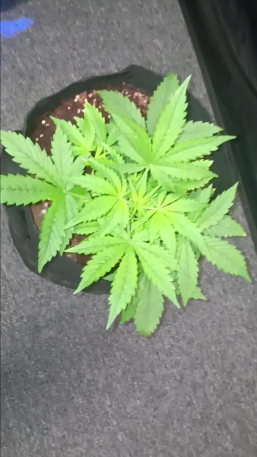 JVK Grow RQS Royal Bluematic Auto 1