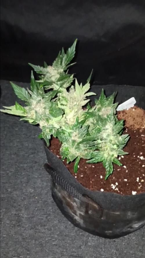 JVK Grow RQS Quickone2