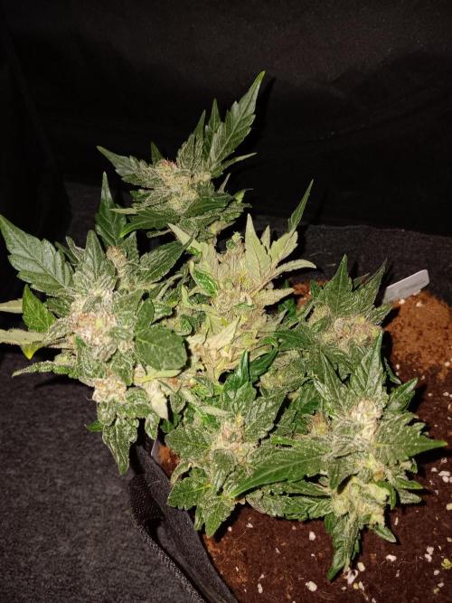 JVK Grow RQS Quickone2. Week 9