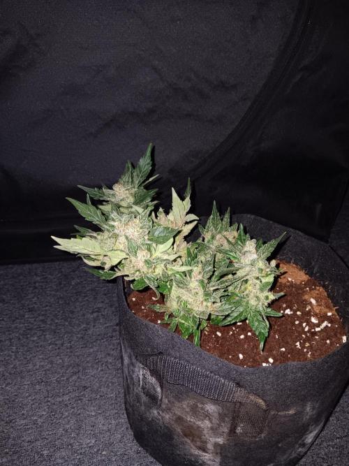 JVK Grow RQS Quickone2. Week 9
