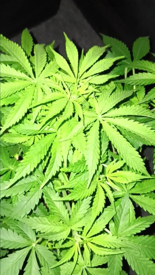 JVK Grow RQS Northern Lights Auto 1