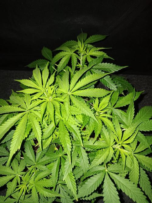 JVK Grow RQS Northern Lights Auto 1. Week 5