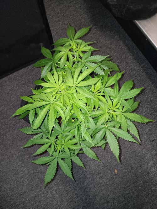 JVK Grow RQS Northern Lights Auto 1. Week 5