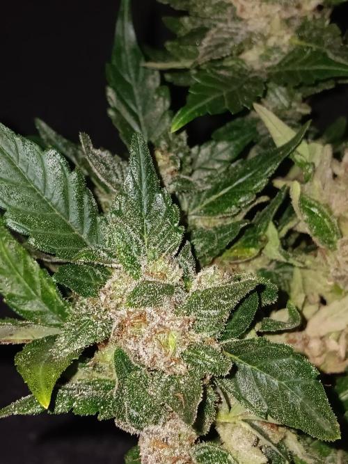 JVK Grow RQS Quickone2. Week 10