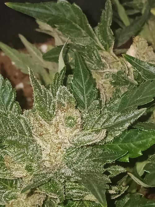 JVK Grow RQS Quickone2. Week 10