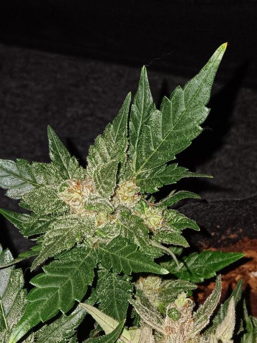 JVK Grow RQS Quickone2. Week 10