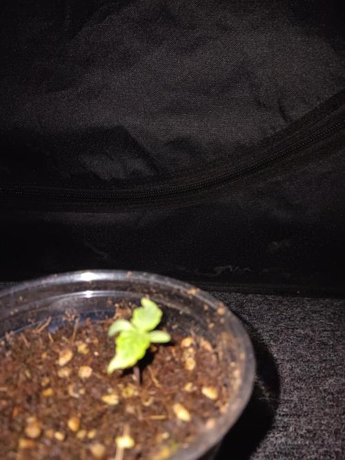 JVK Grow Quickone3. Week 0