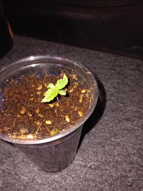 JVK Grow Quickone3. Week 0