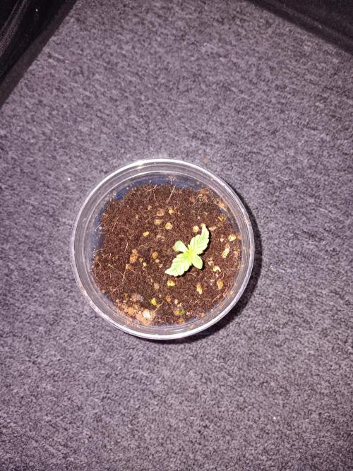 JVK Grow Quickone3. Week 0