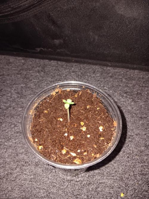 JVK Grow Quickone3. Week 0