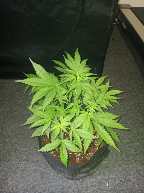 JVK Grow RQS Royal Bluematic Auto 1. Week 4