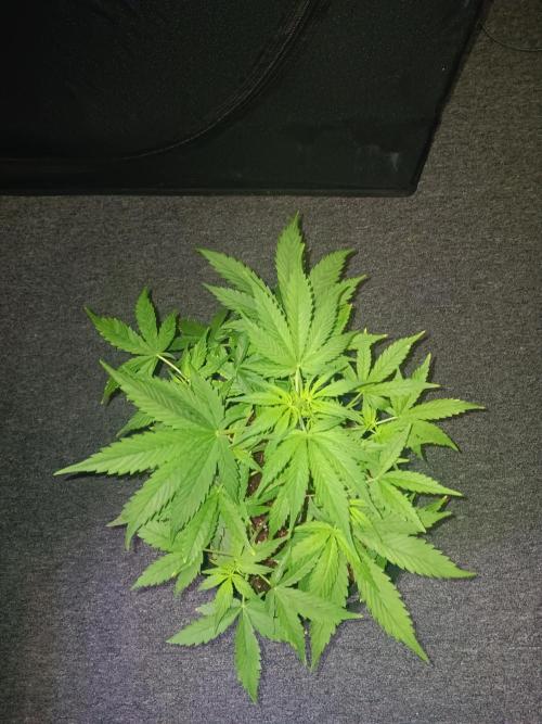 JVK Grow RQS Royal Bluematic Auto 1. Week 4