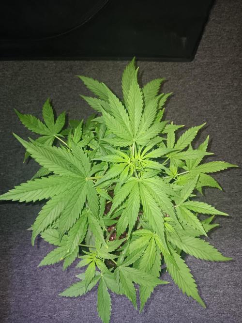 JVK Grow RQS Royal Bluematic Auto 1. Week 4