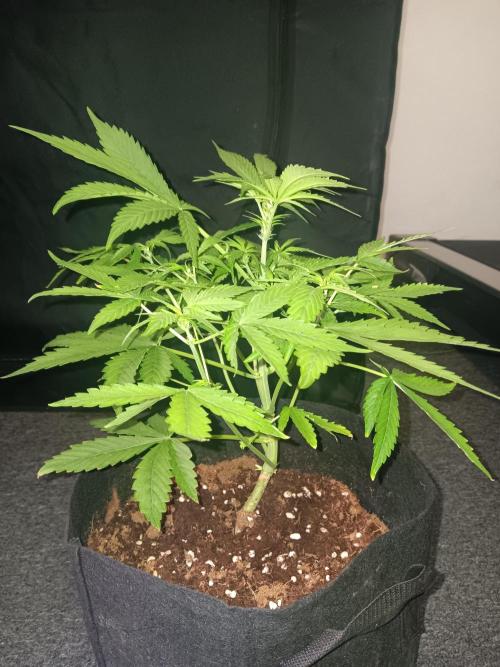 JVK Grow RQS Royal Bluematic Auto 1. Week 4