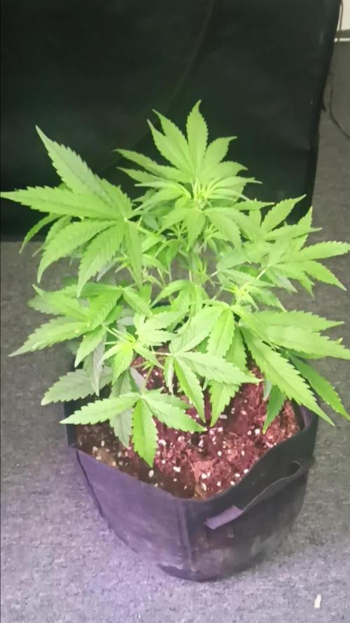 JVK Grow RQS Royal Bluematic Auto 1