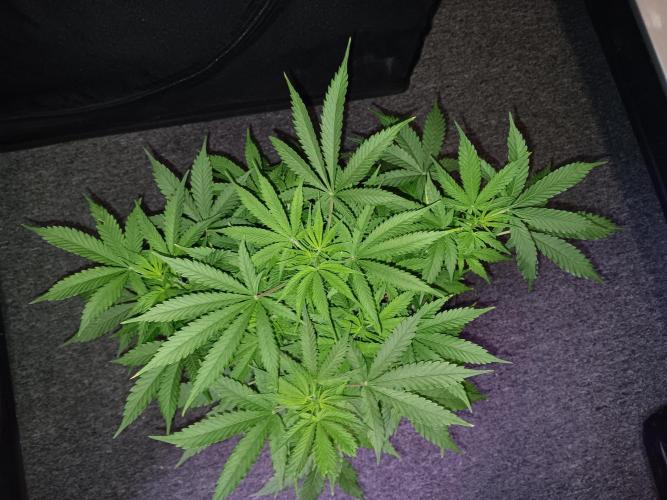 JVK Grow RQS Northern Lights Auto 1. Week 6