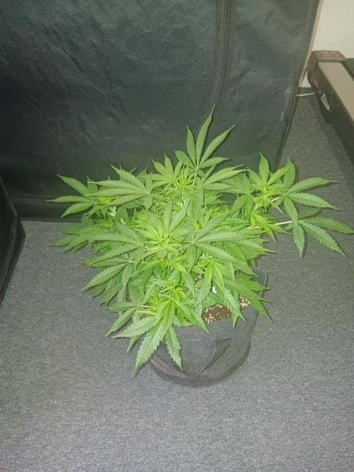 JVK Grow RQS Northern Lights Auto 1. Week 6