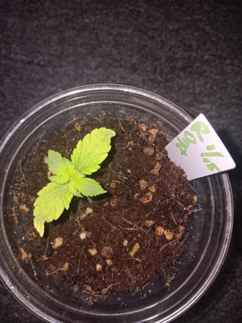 JVK Grow Quickone3. Week 1