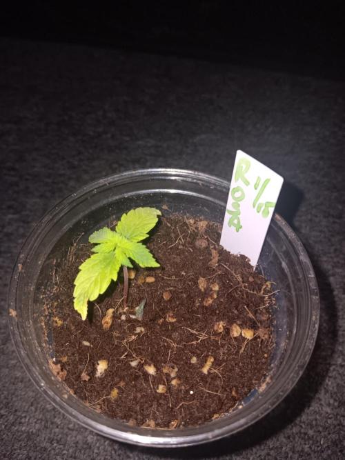 JVK Grow Quickone3. Week 1