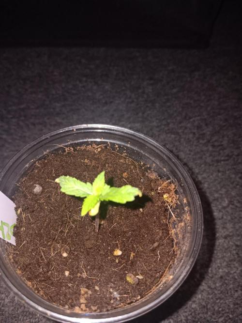 JVK Grow Quickone3. Week 1