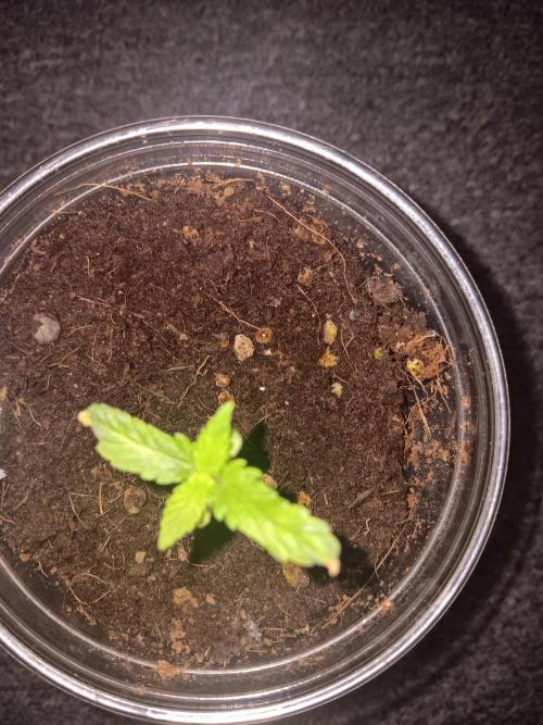 JVK Grow Quickone3. Week 1