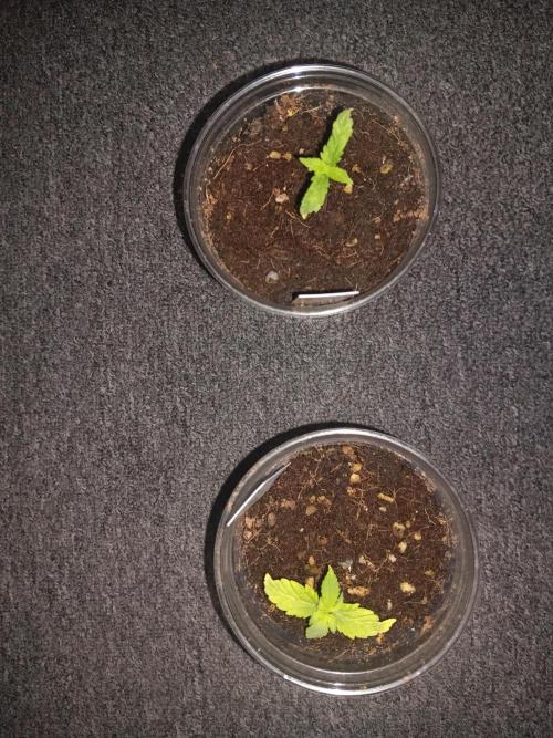 JVK Grow Quickone3. Week 1