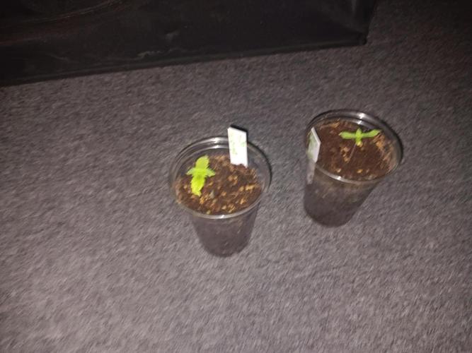 JVK Grow Quickone3. Week 1