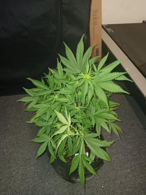 JVK Grow RQS Royal Bluematic Auto 1. Week 5