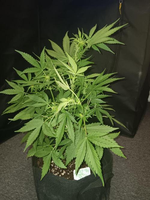 JVK Grow RQS Royal Bluematic Auto 1. Week 5