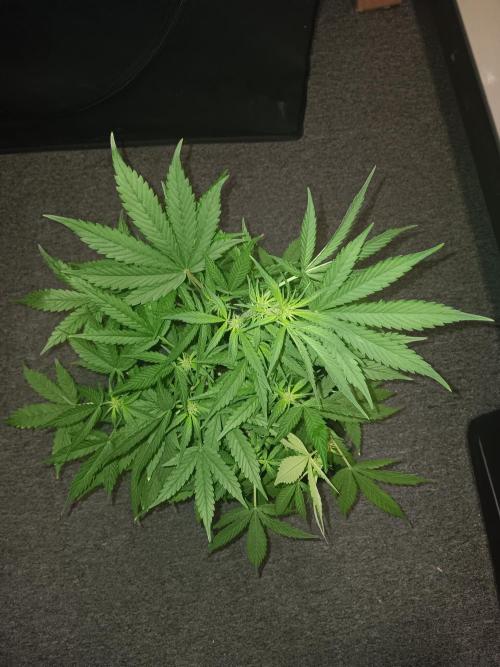 JVK Grow RQS Royal Bluematic Auto 1. Week 5