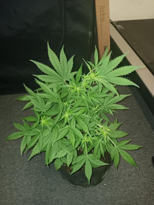 JVK Grow RQS Royal Bluematic Auto 1. Week 5
