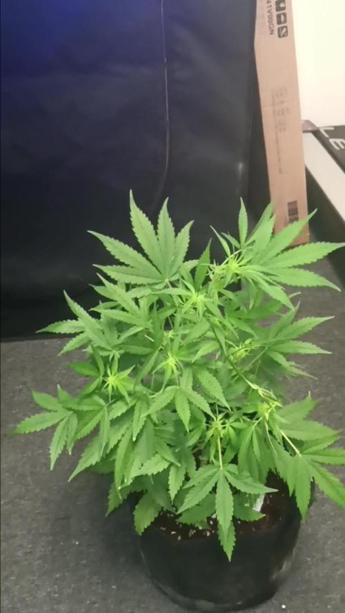 JVK Grow RQS Royal Bluematic Auto 1