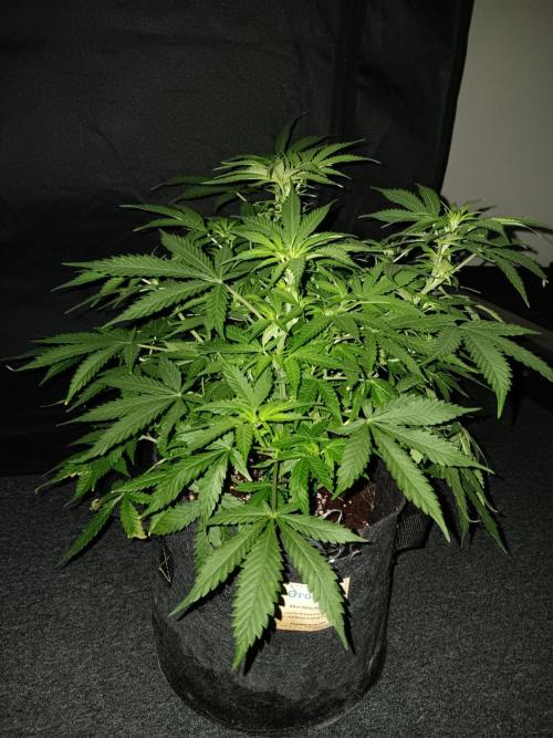 JVK Grow RQS Northern Lights Auto 1. Week 7