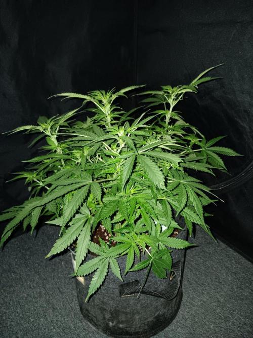 JVK Grow RQS Northern Lights Auto 1. Week 7