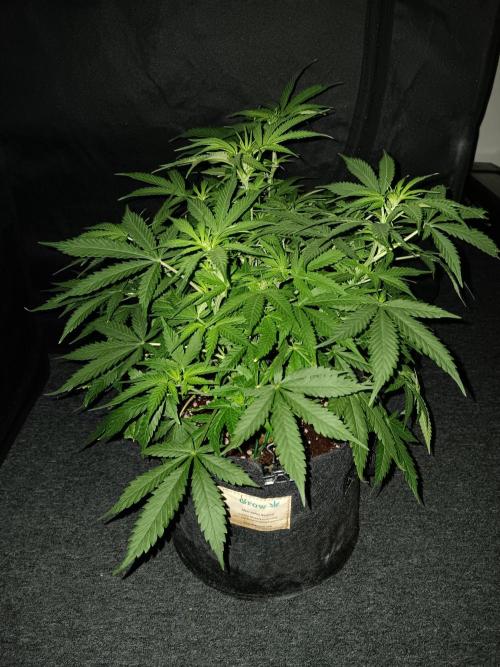 JVK Grow RQS Northern Lights Auto 1. Week 7