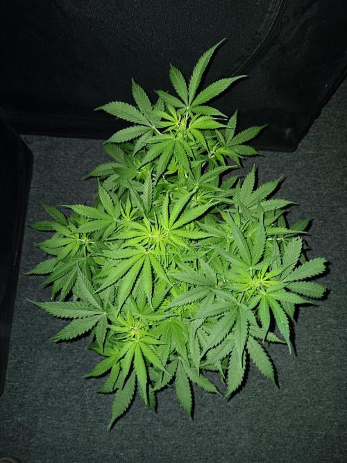 JVK Grow RQS Northern Lights Auto 1. Week 7