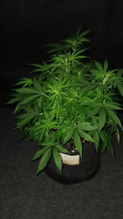 JVK Grow RQS Northern Lights Auto 1