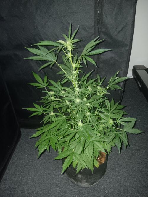 JVK Grow RQS Royal Bluematic Auto 1. Week 6