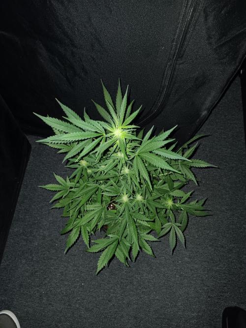 JVK Grow RQS Royal Bluematic Auto 1. Week 6